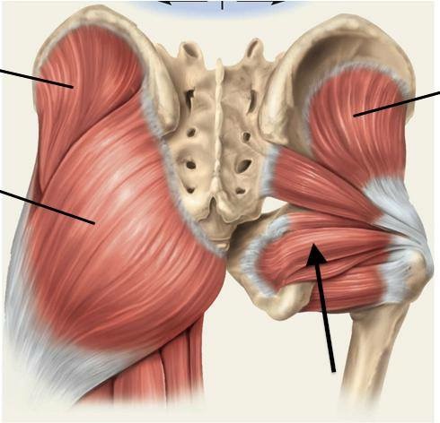 Pilates Instructor Academy - Hip Turnout and the Deep Six in Pilates